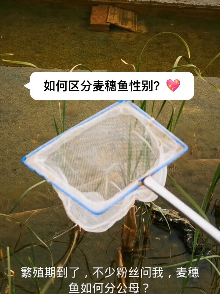 如何区分麦穗鱼性别?详细辨认麦穗鱼公母
