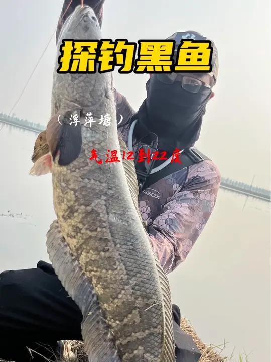 你们见过一口能吞下4斤鸭子的黑鱼吗?最低气温12度,浮萍塘还是狂拉 探钓黑鱼 清默雷强路 