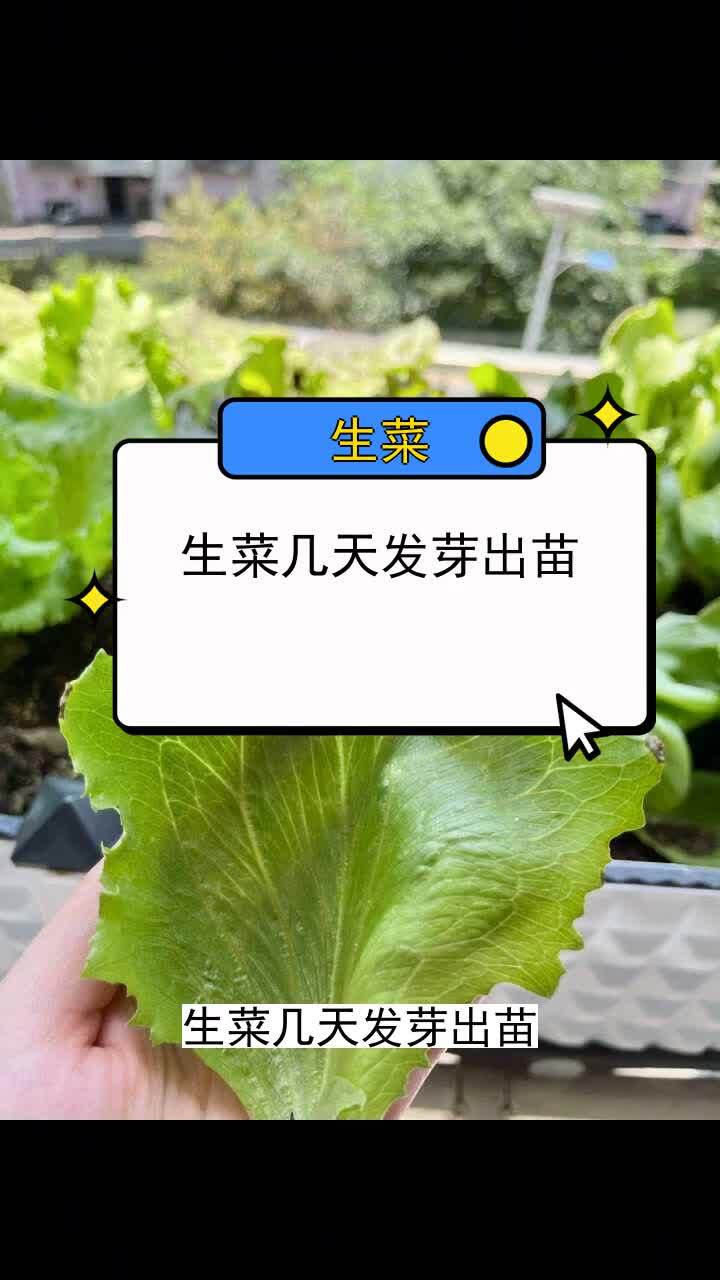 生菜几天发芽出苗 三农种植 农业种植