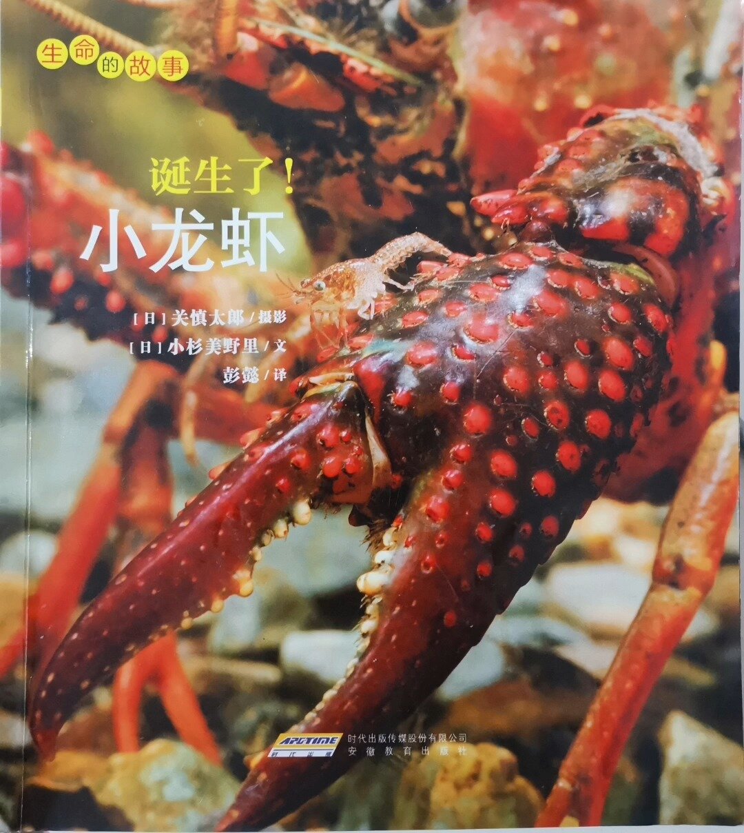 有声绘本故事《诞生了!小龙虾》