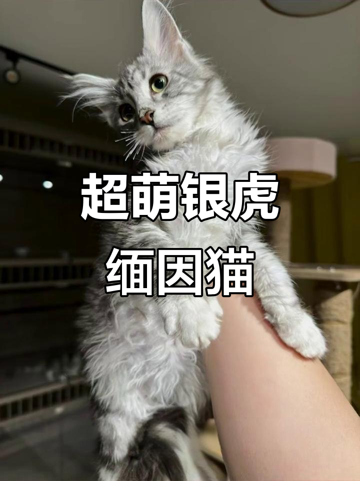 银虎缅因猫弟弟,性格超好,新手必选!