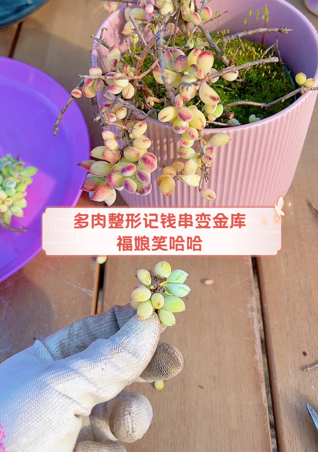 多肉整形记,钱串变金库,福娘笑哈哈