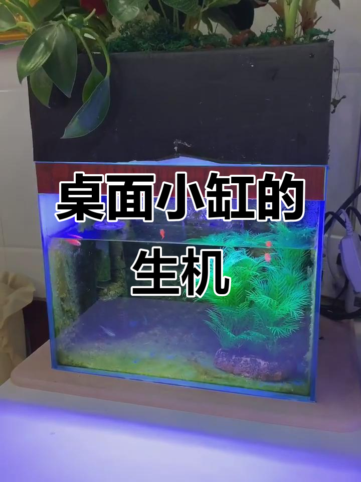 小鱼缸里的生态奇迹:如何让热带观赏鱼在低温中存活