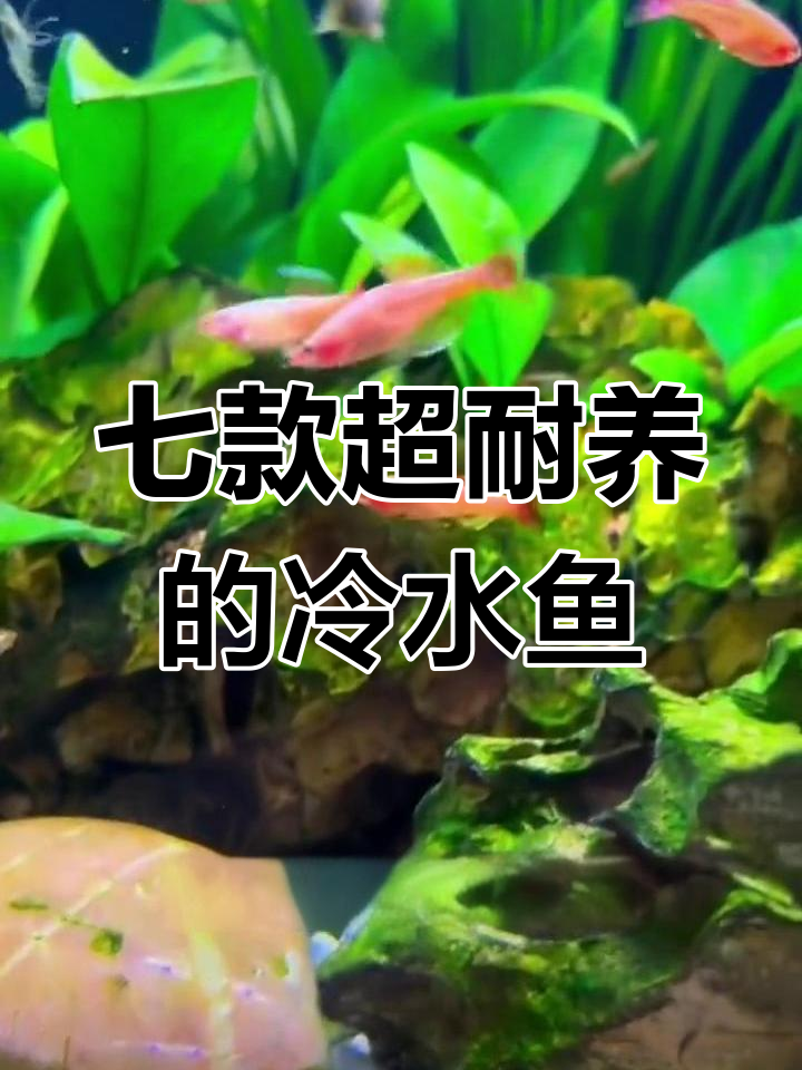 冷水鱼大揭秘:七种耐养观赏鱼类,轻松打造水族生态