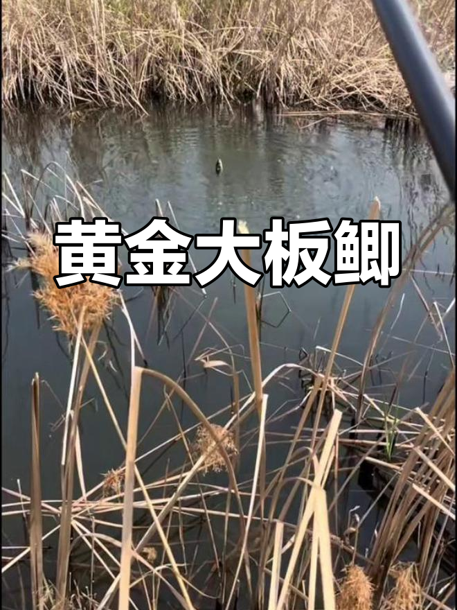 太仓芦苇荡,黄金鲫鱼密布,上海钓友速来!