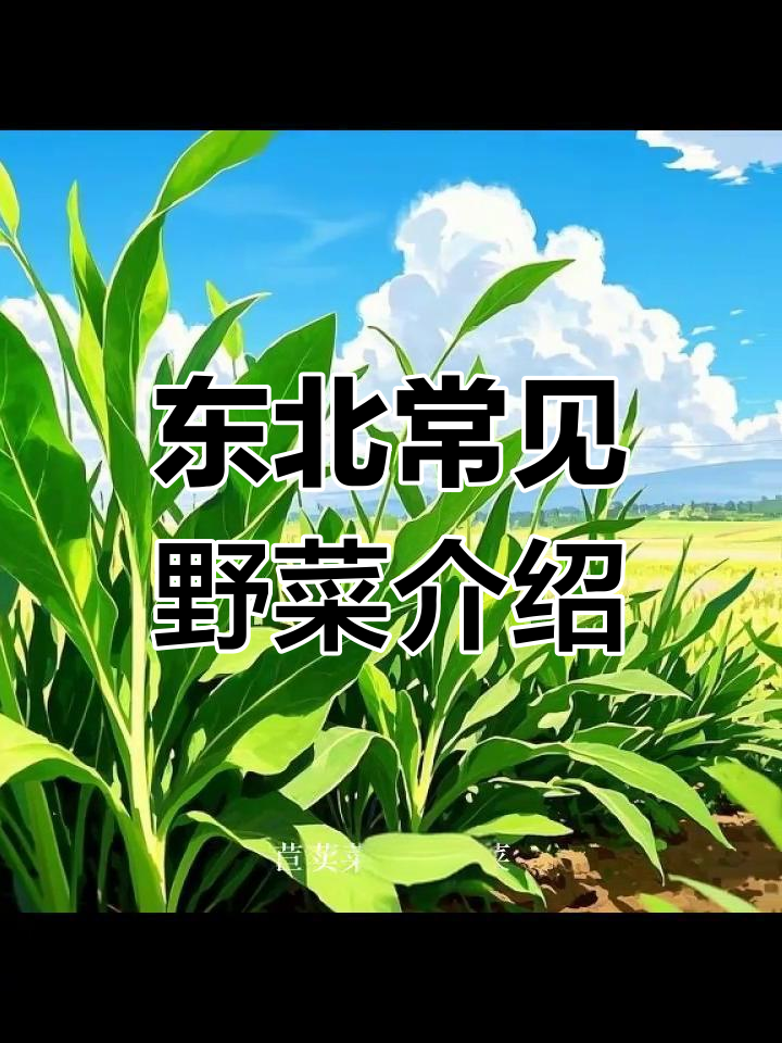 东北野菜大揭秘:苦麻菜的独特吃法与营养价值