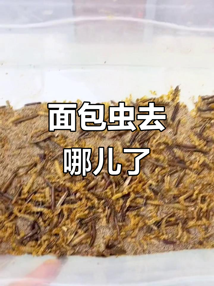 面包虫变黑消失,究竟去哪了?
