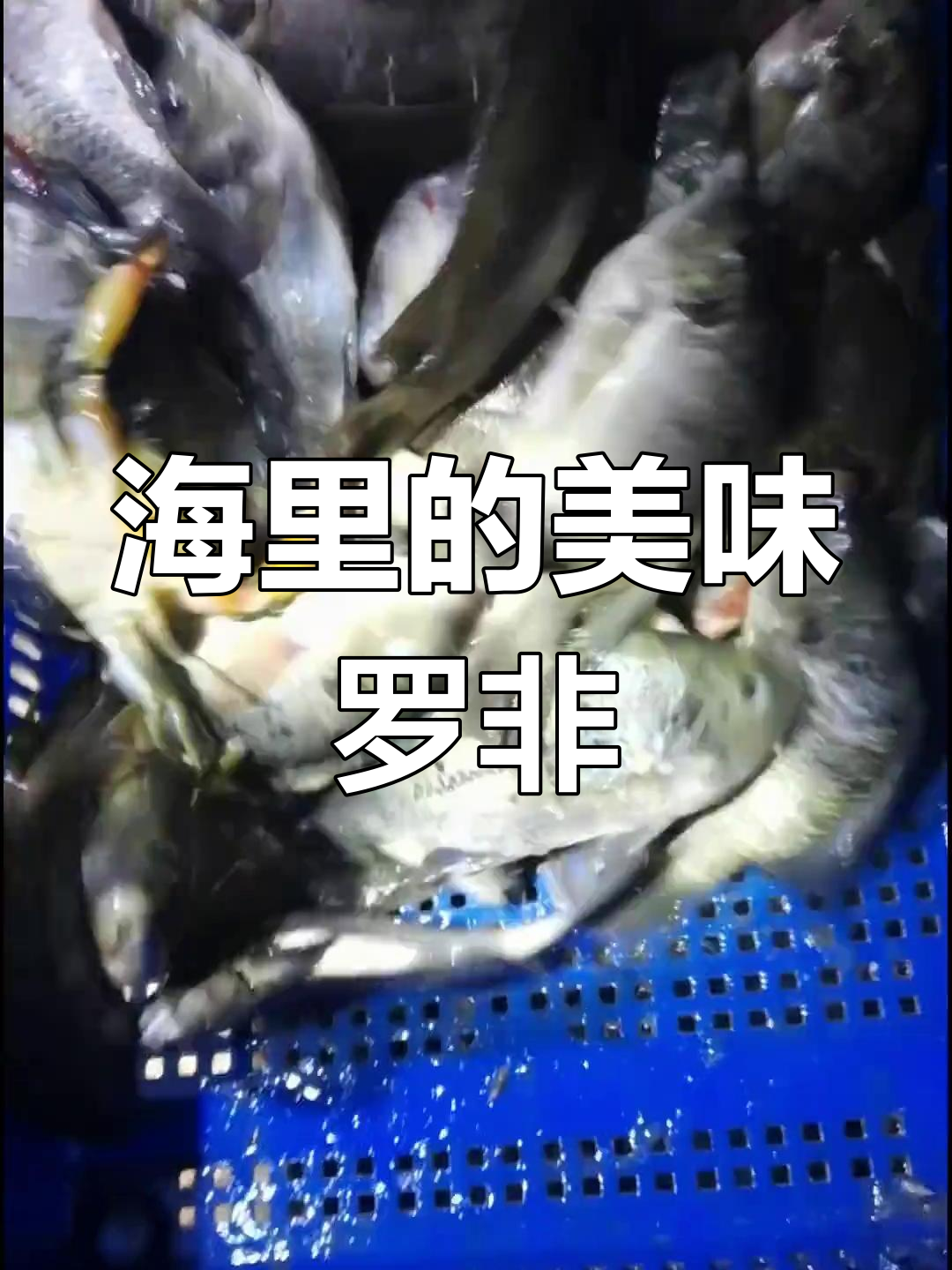 海里罗非泛滥,味道竟然如此鲜美