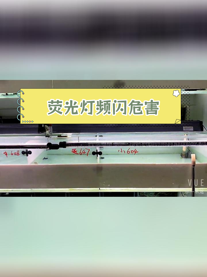 荧光灯频闪危害解析:不同缸体影响