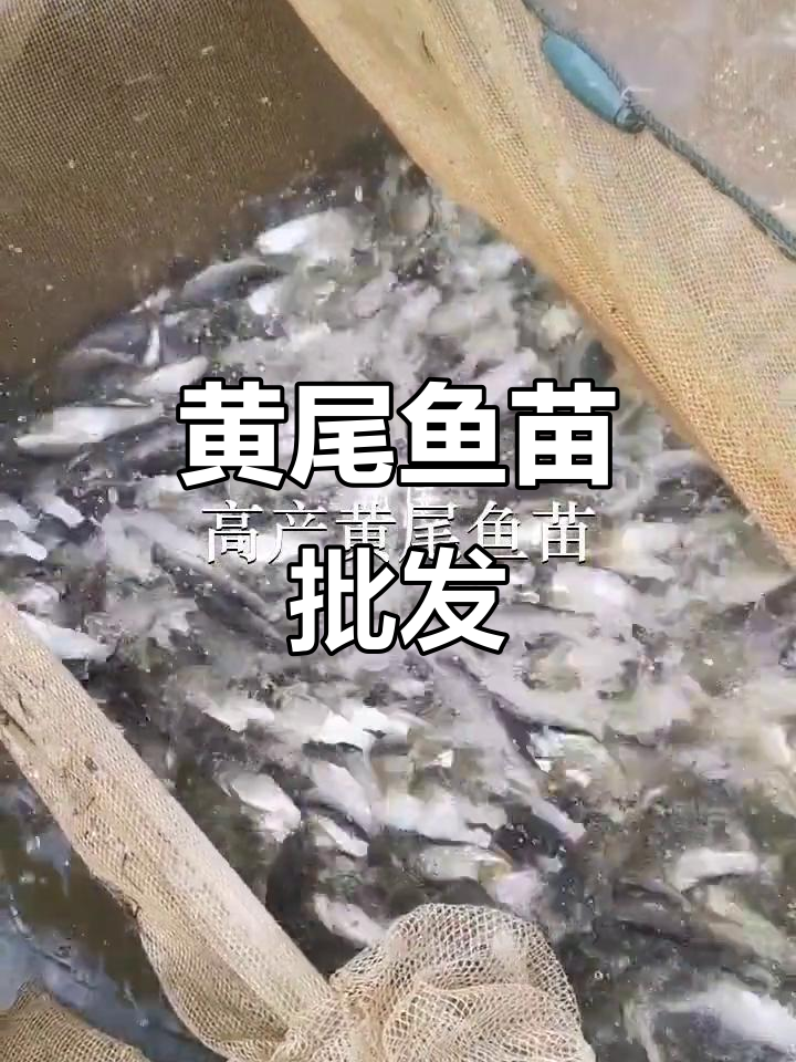 优质黄尾鱼苗,批发供应,深圳、惠州多地可放生