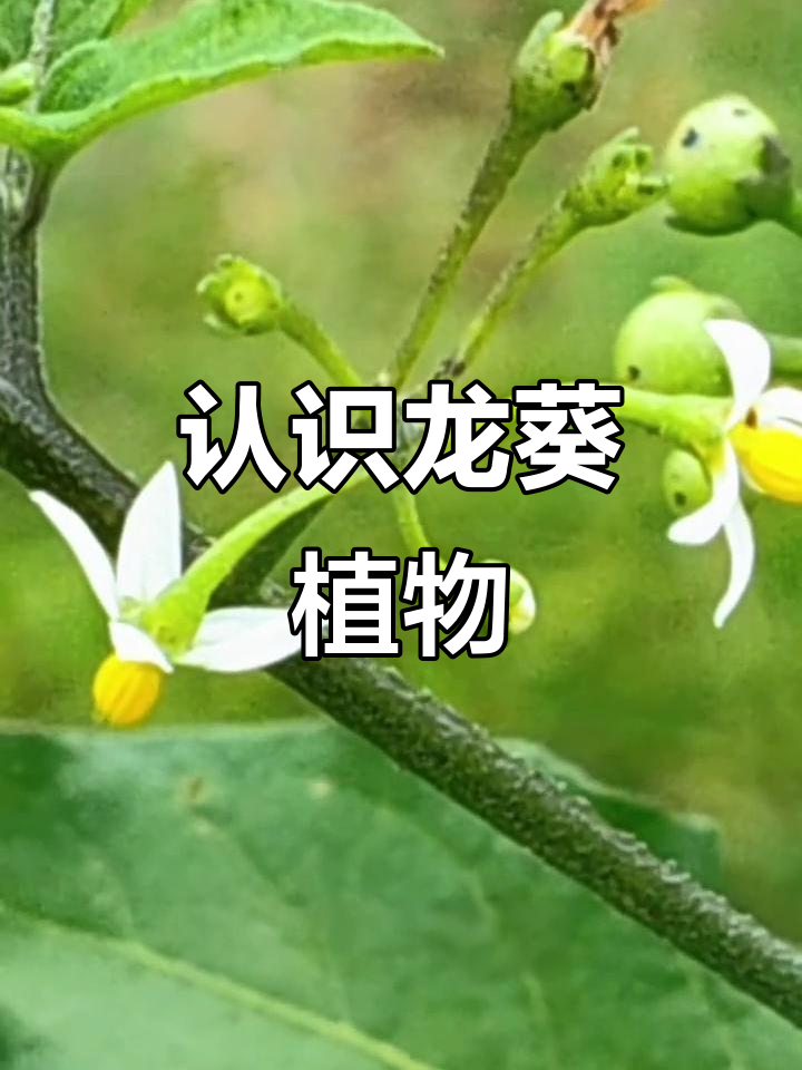 龙葵:从野菜到中草药,春夏采摘最合适