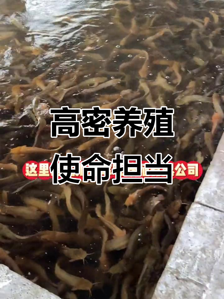 陆川辉旺养殖:高密度养鱼,使命与目标并重