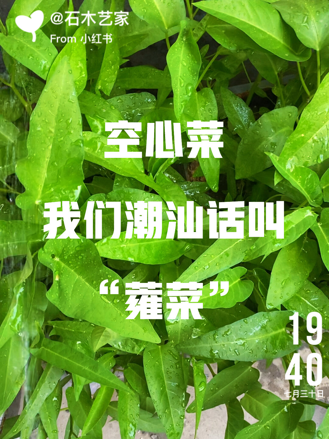 大叶空心菜我们潮汕叫“水蕹菜”