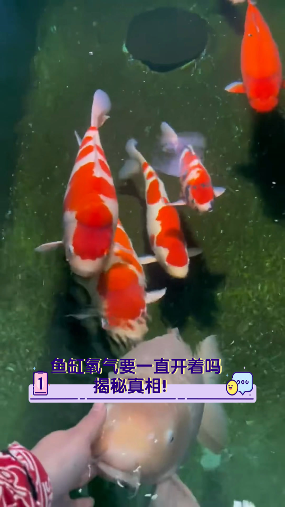 鱼缸氧气要一直开着吗,揭秘真相!