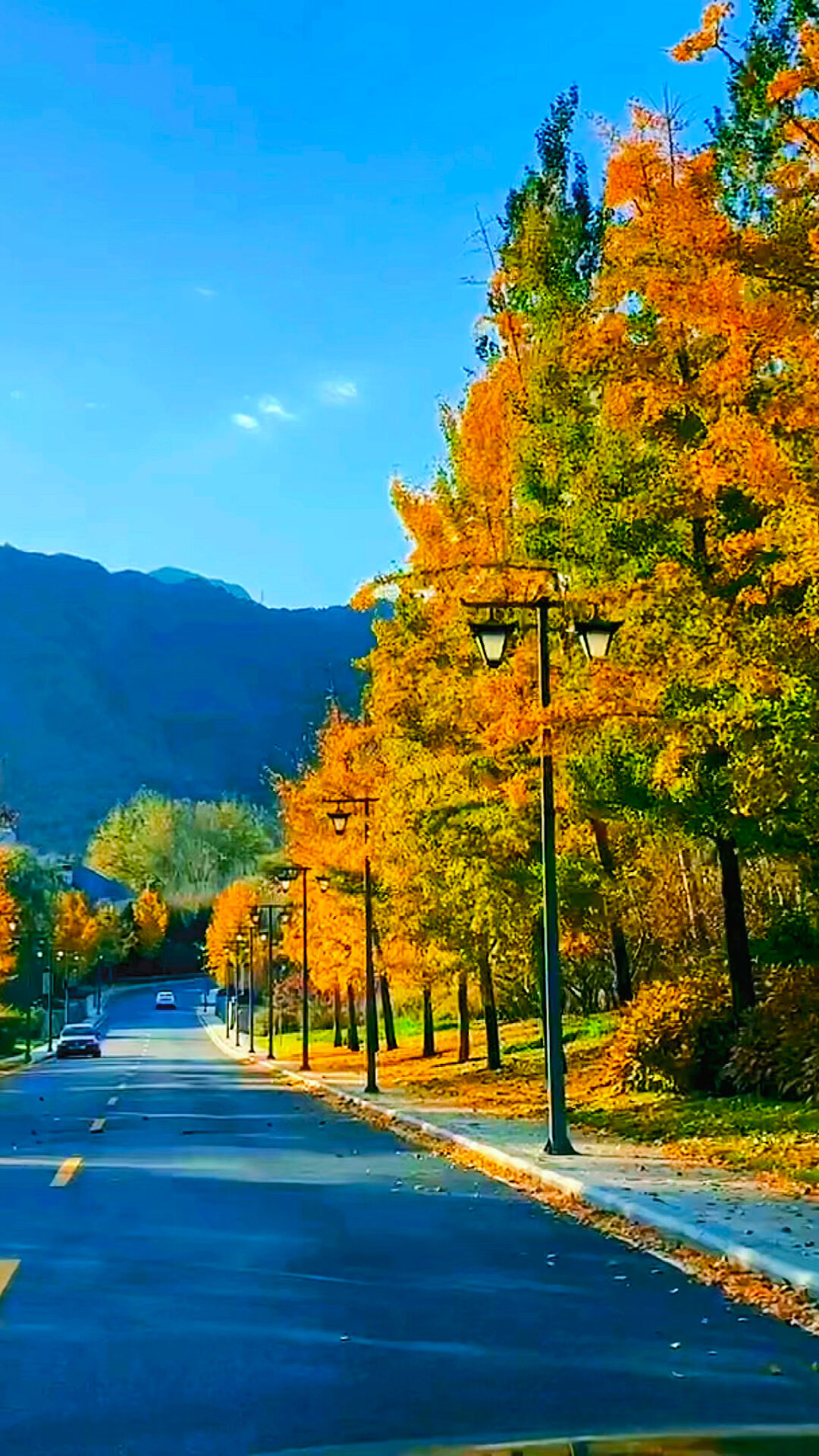 风景视频素材,唯美金秋