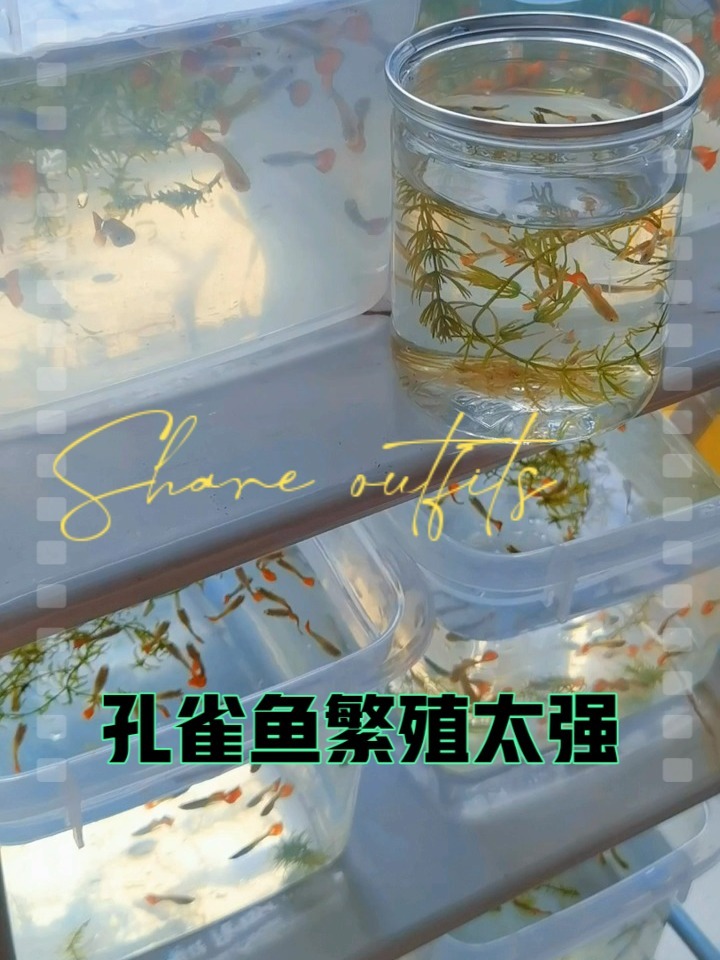 孔雀鱼好养吗?小心你缸不够