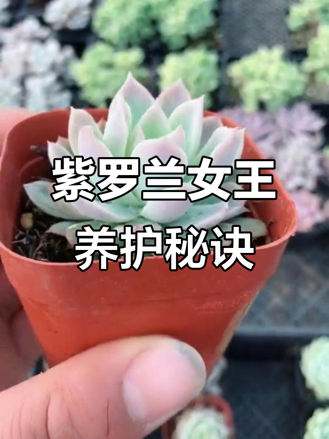 紫罗兰女王多肉养护技巧,温差大时品相更佳