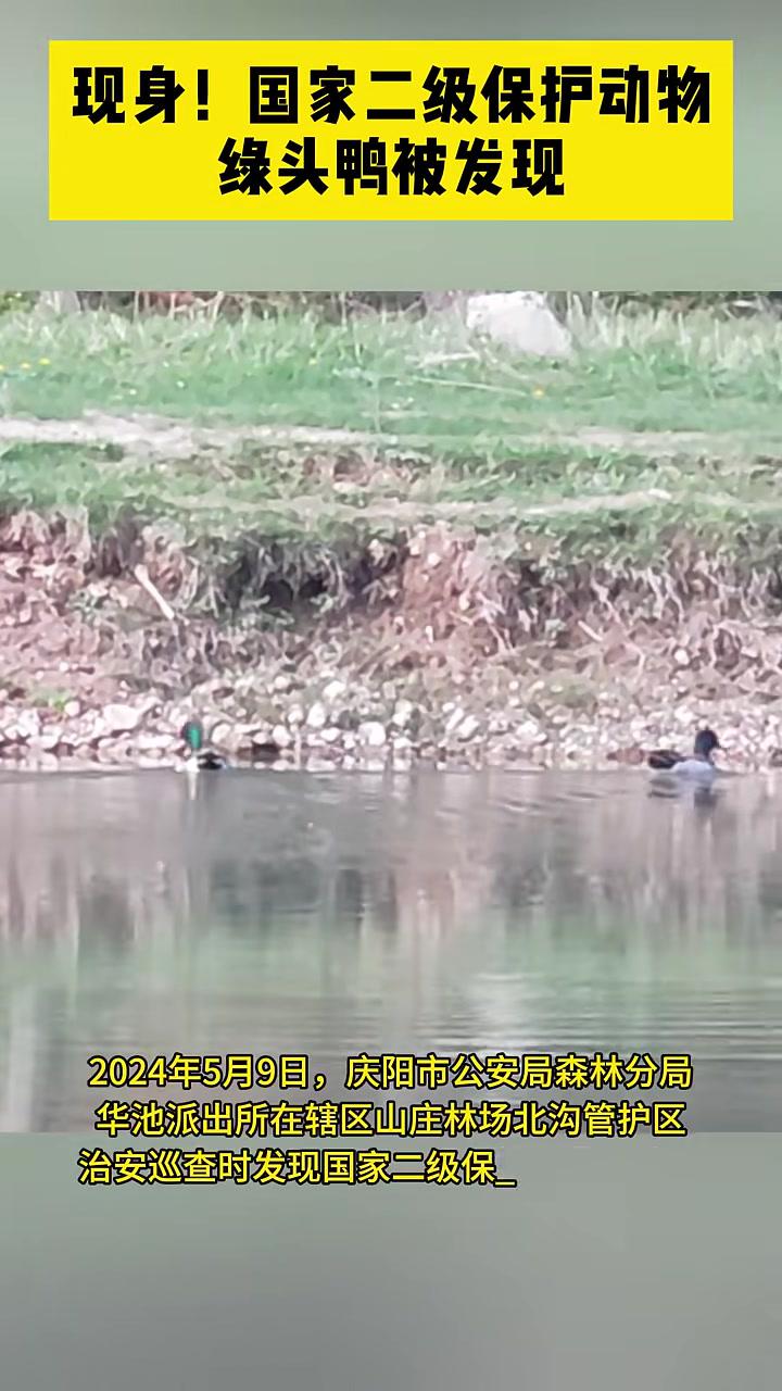 现身!国家二级保护动物绿头鸭被发现(视频提供:庆阳市公安局森林分局华池派出所)动物的迷惑行