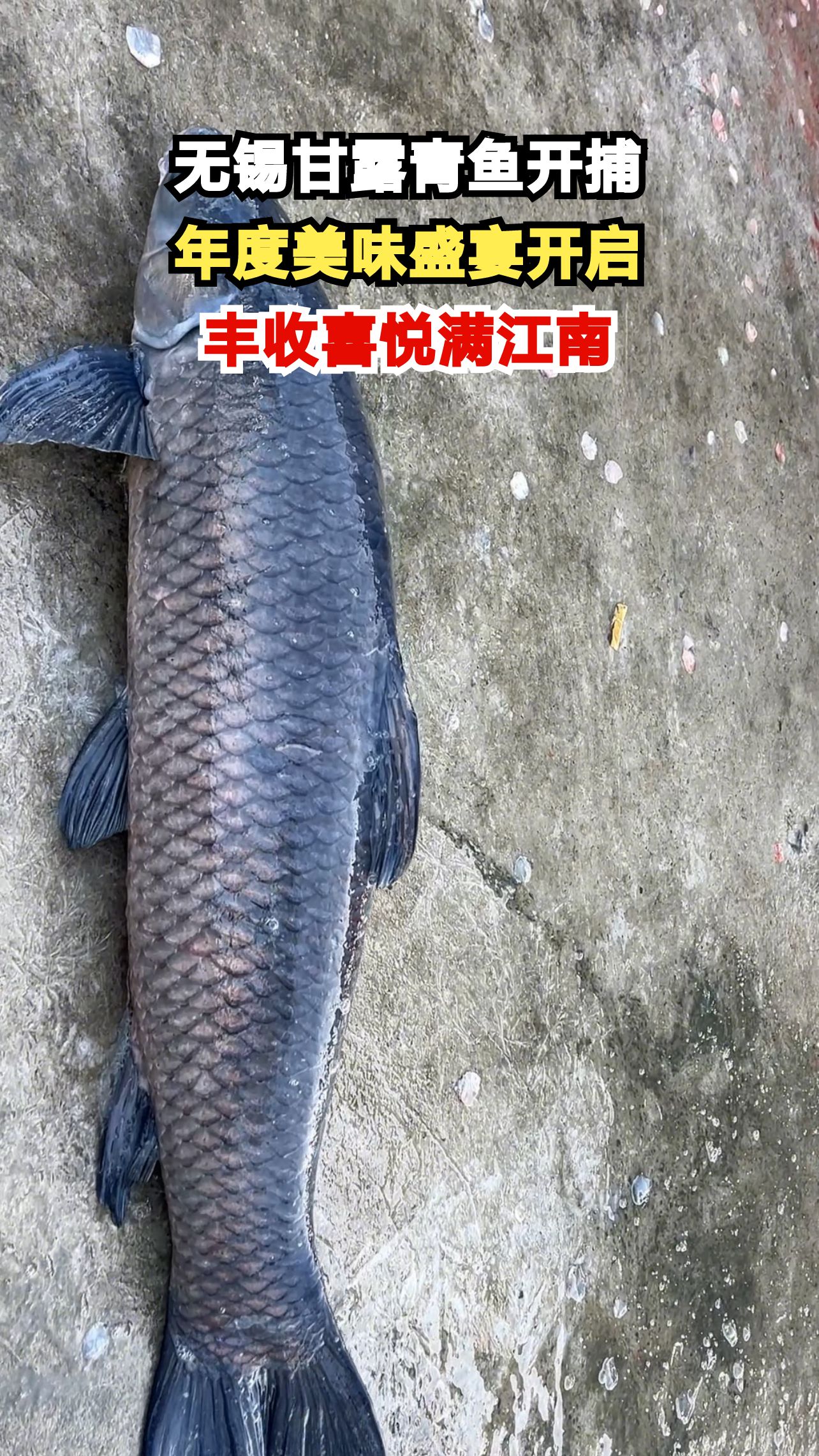 33斤头鱼震撼登场!揭秘无锡甘露青鱼为何成为年度爆款年货