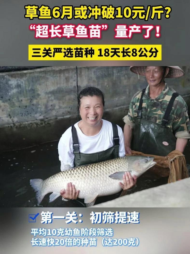 草鱼6月或冲击10元斤?“超长草鱼苗”量产了!三关严选苗种,草鱼水花18天长8公分 草鱼 