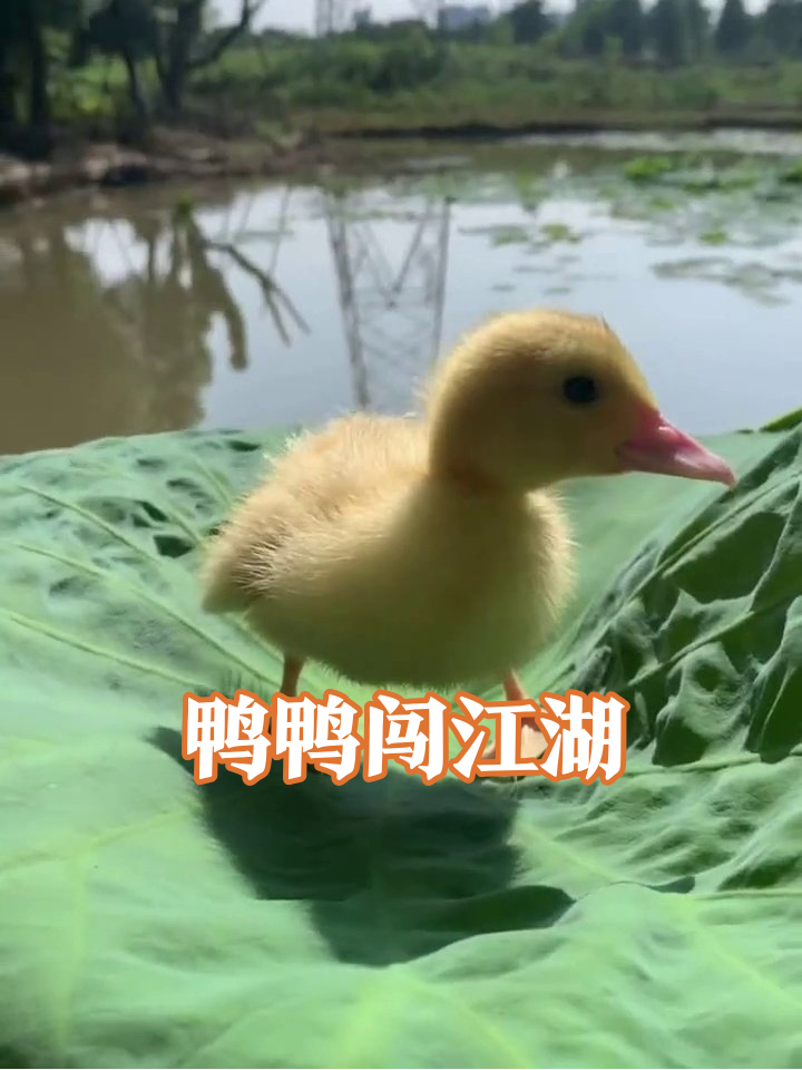从荷叶C位到湖面漂流!小黄鸭:今天也是乘风破浪的崽～
