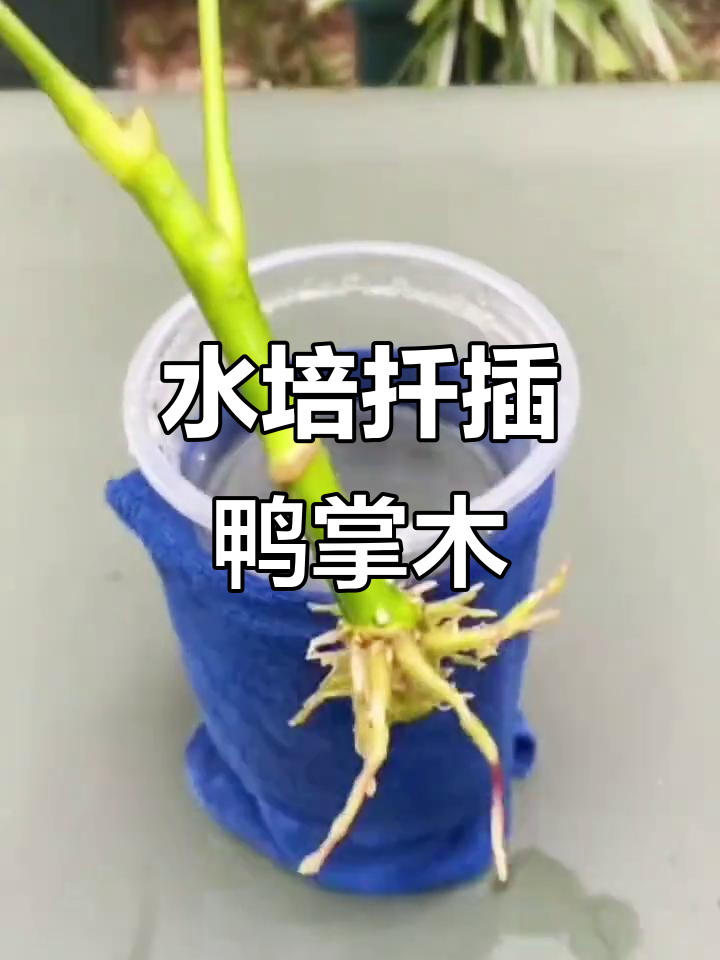 鸭掌木枝条水培扦插技巧,快速生根又简单