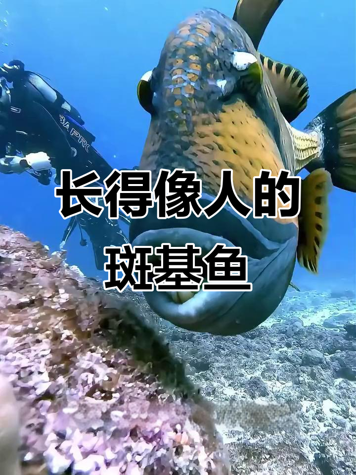 斑基鱼：嘴巴像人，食肉又凶猛