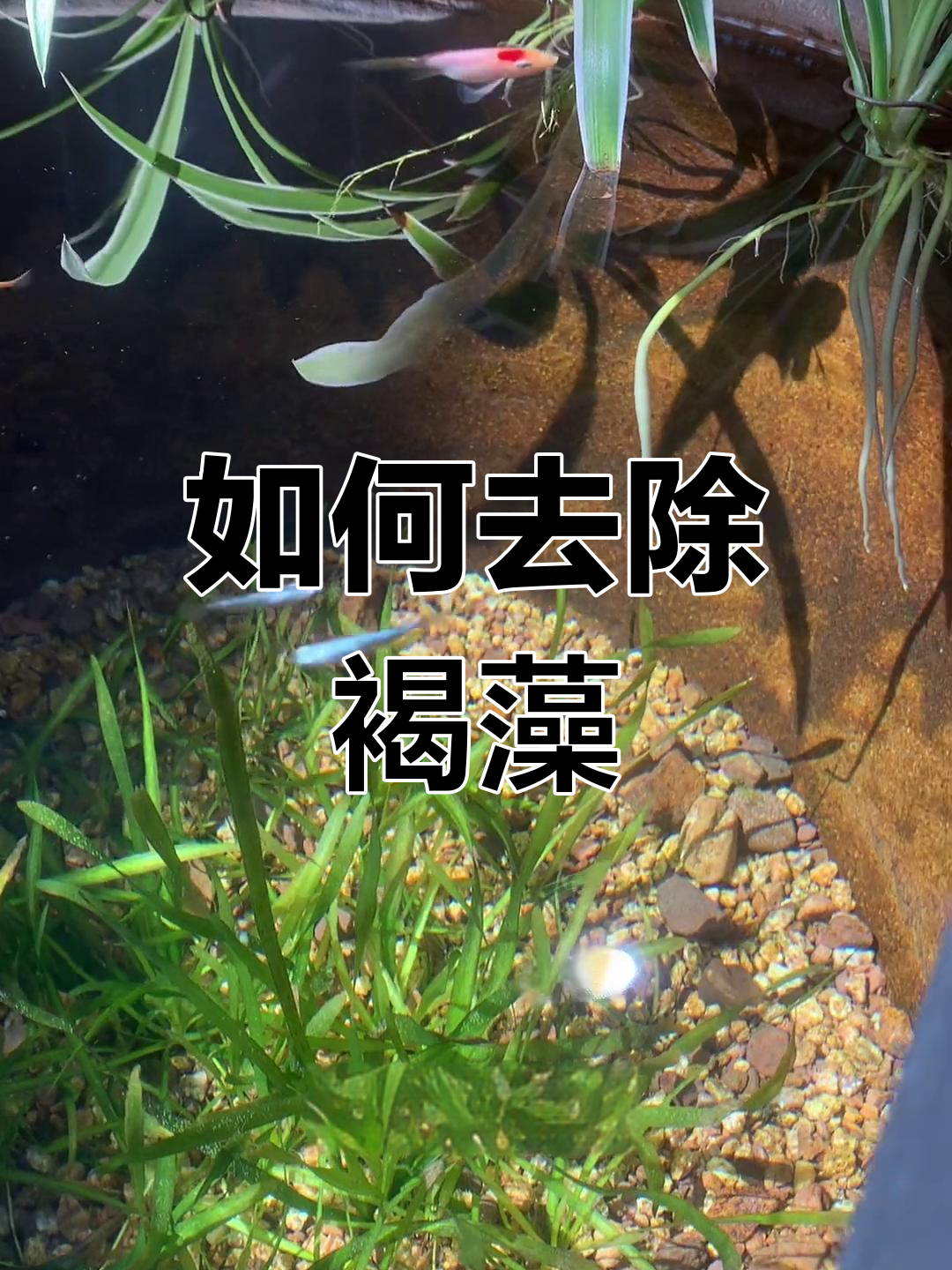 鱼缸褐藻清理小技巧