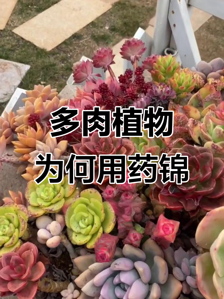 为什么药锦多肉越来越常见?背后的真相大揭秘