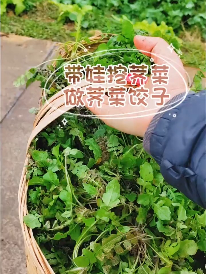周末带娃挖荠菜做荠菜饺子 南方人第一次挖荠菜做荠菜饺子