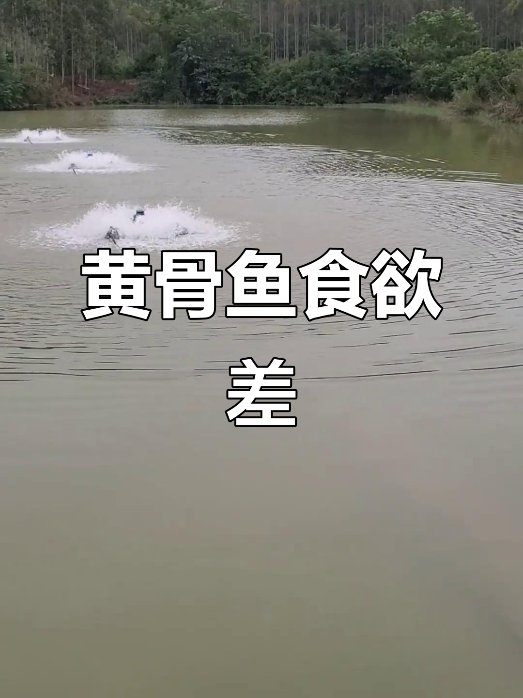 黄骨鱼食欲不振,溶氧正常,亚盐稍高,原因何在?