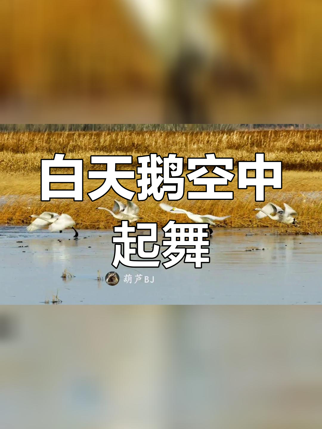 白天鹅冰面起飞,展翅飞翔