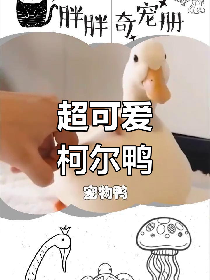 柯尔鸭:爱笑、粘人,超萌宠物鸭