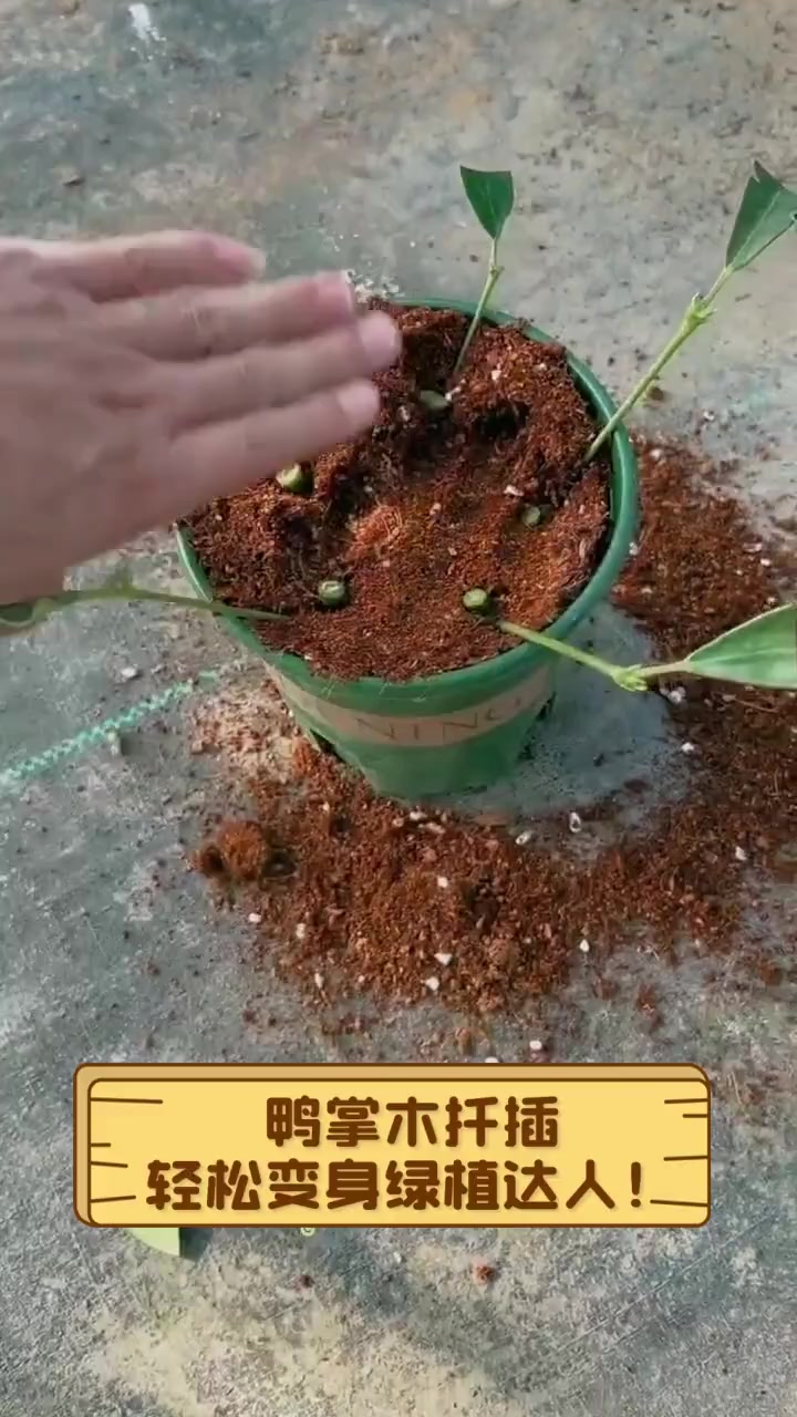 鸭掌木扦插,轻松变身绿植达人!