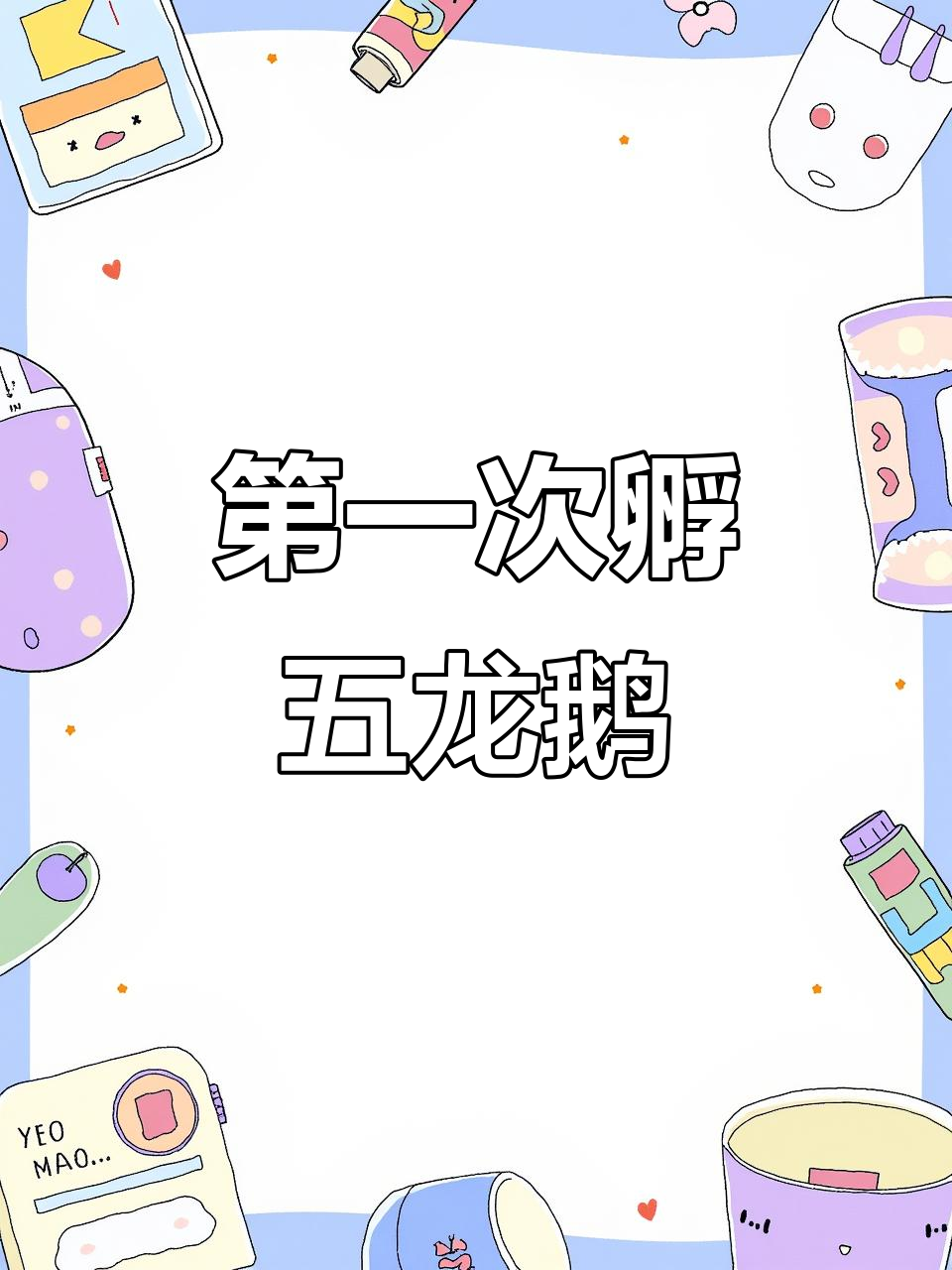 五龙鹅孵化记:小而美,胆小却高产蛋