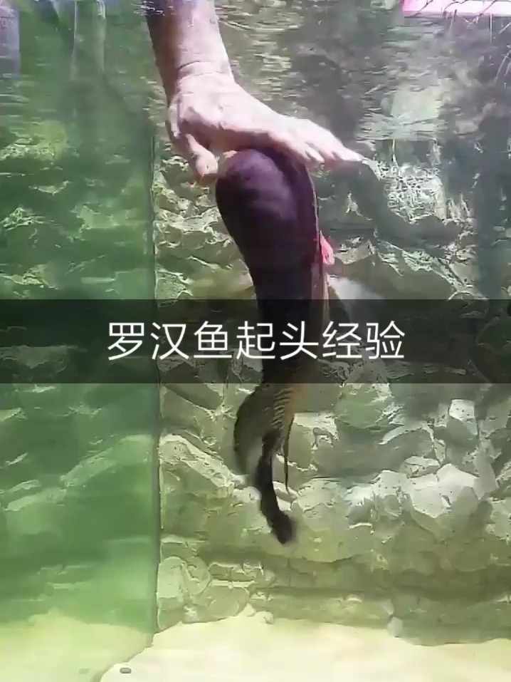 罗汉鱼起头经验