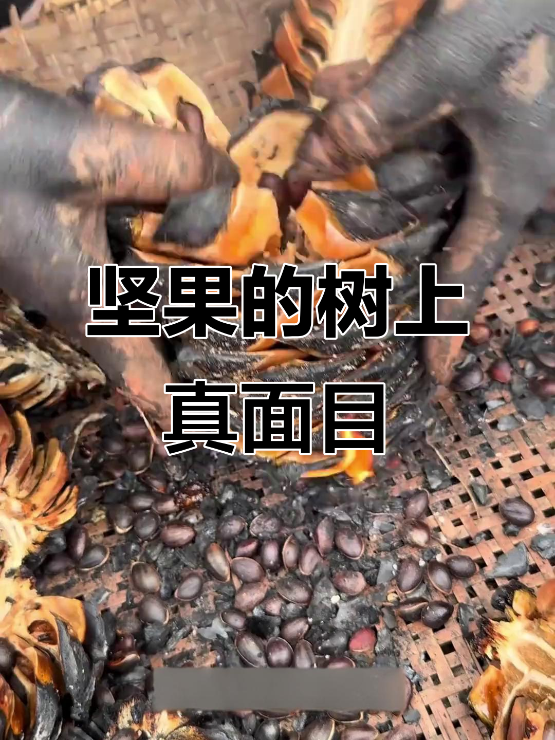 这些坚果在树上长啥样?原来腰果是“挂件”,松子是“隐士”