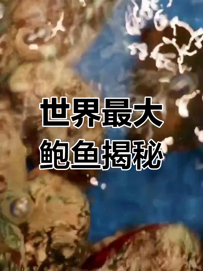 世界上最大的鲍鱼,比三级头还大!你能想象它有多重吗?