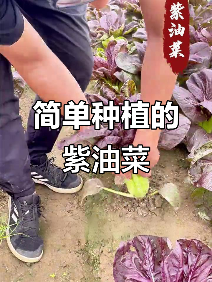 紫油菜,营养又美味,阳台小院轻松种