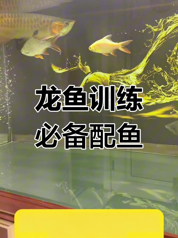 泰国鲫助力龙鱼胆量提升