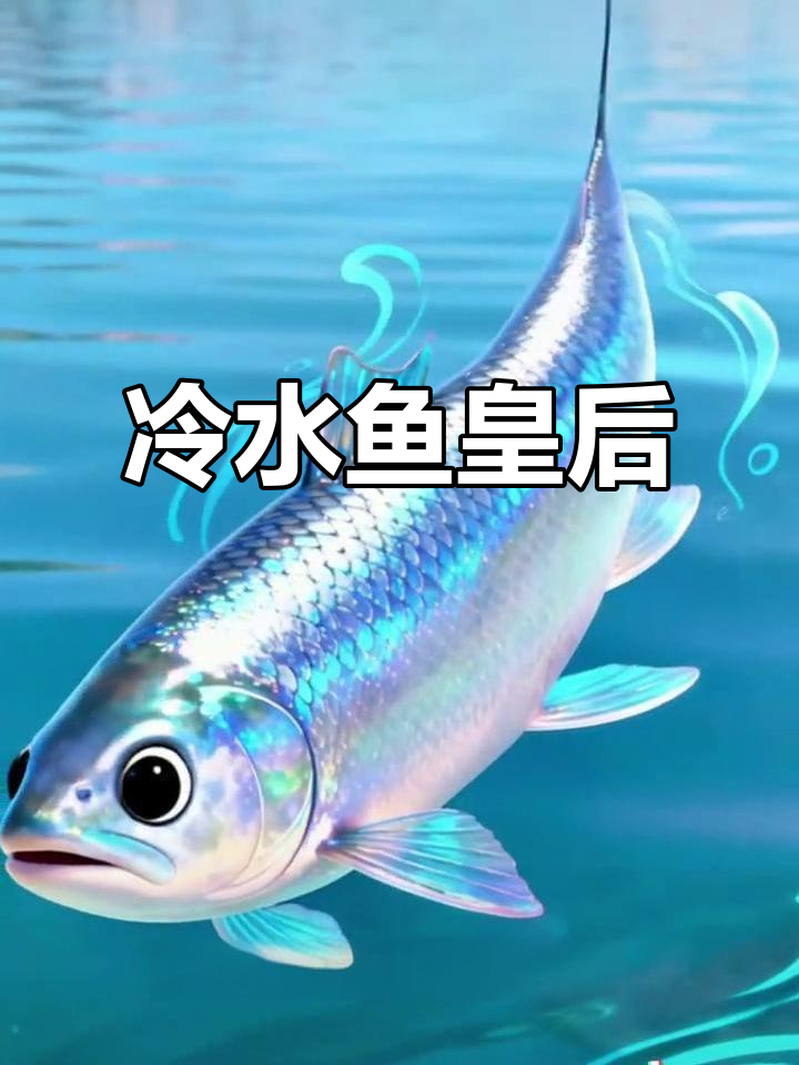 高白鲑,赛里木湖的珍品,营养丰富,绿色有机