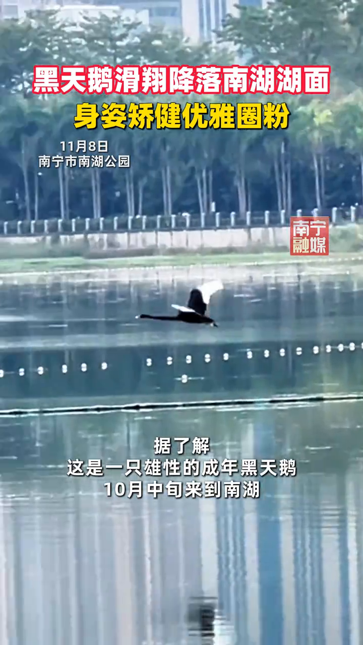 黑天鹅优雅地降落在湖面上 优美的身姿形成一处秀美的风景
