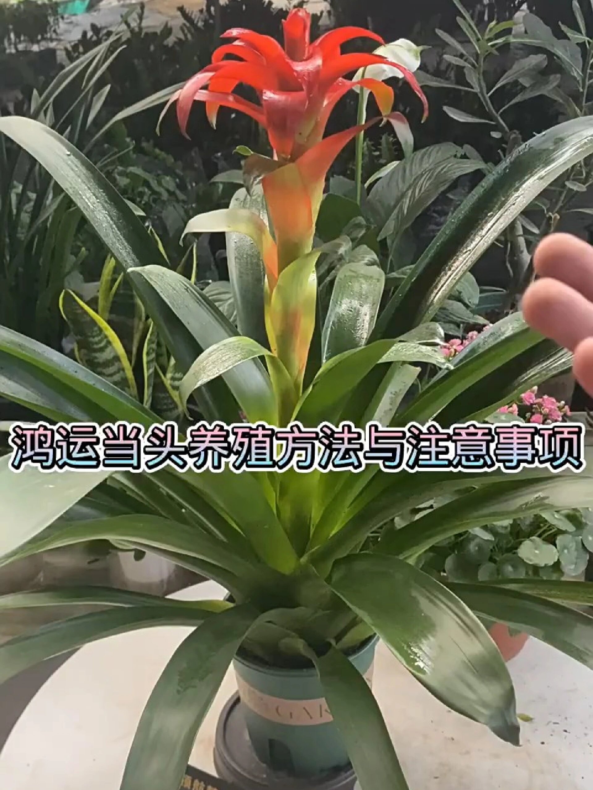 鸿运当头养殖方法与注意事项