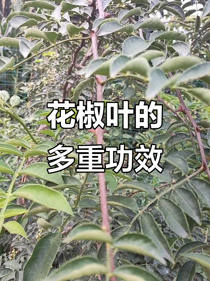 花椒叶的神奇作用,清热、杀菌又止痛