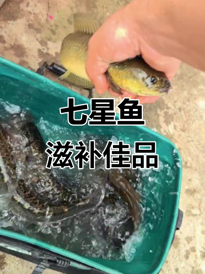 野生七星鱼:养颜滋补,伤口愈合的神奇良药