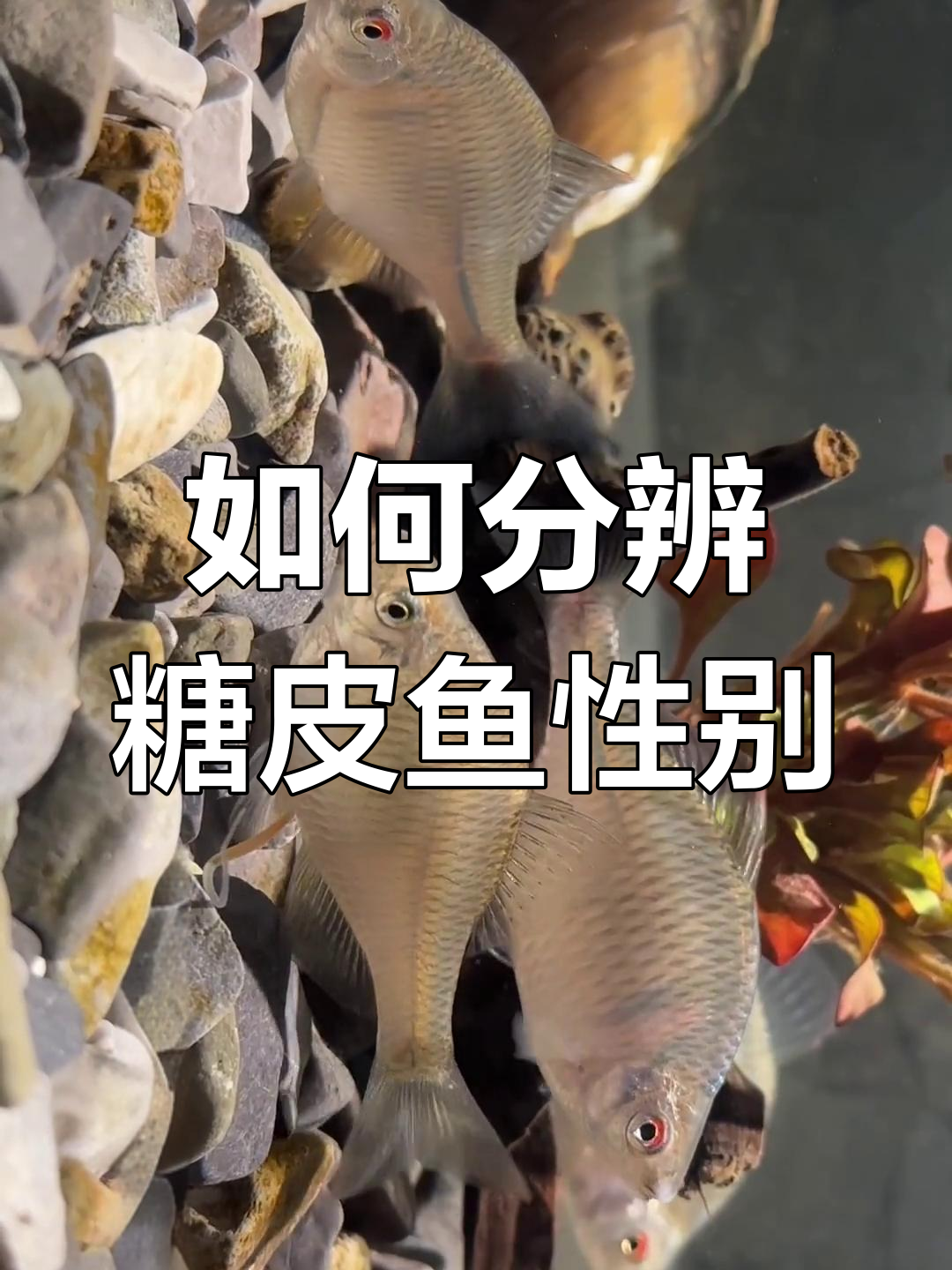 区分鳑鲏鱼公母,揭秘产仔过程