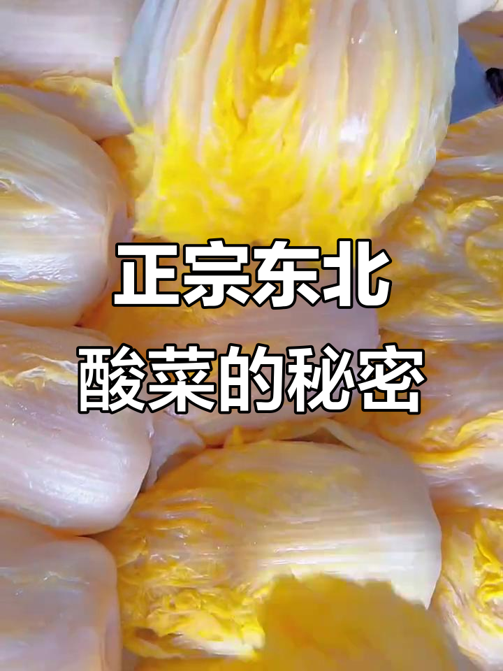 东北黄心大白菜腌酸菜,脆嫩爽口才是正宗味儿