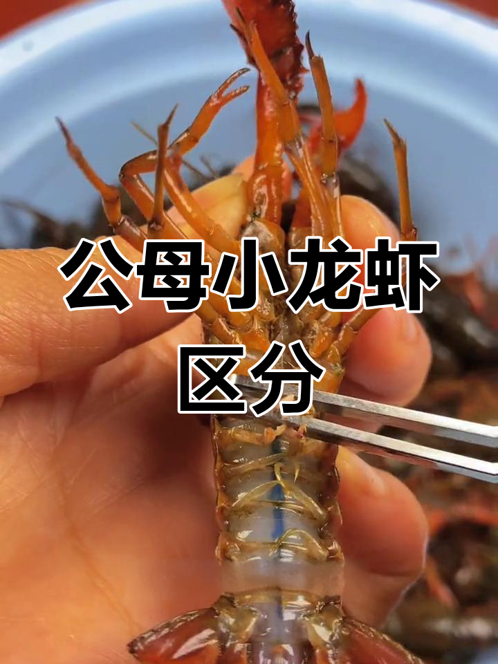 小龙虾公母辨别技巧
