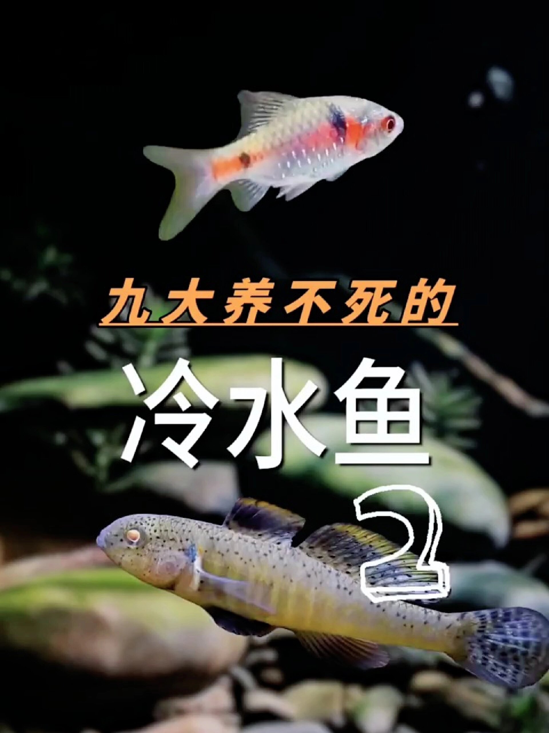 推荐新手九大养不死的冷水鱼2