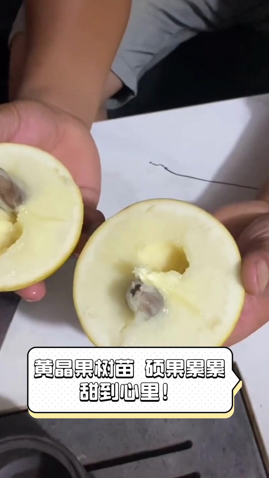 黄晶果树苗,硕果累累,甜到心里!